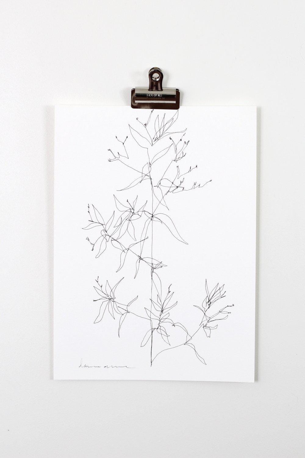 Botanical line drawing on paper, fullsizeoutput_2c6e