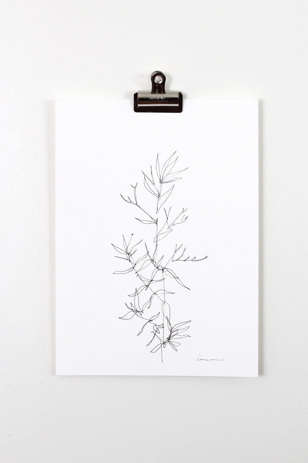 Botanical line drawing clipped to board